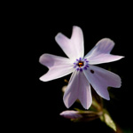 camera metering modes