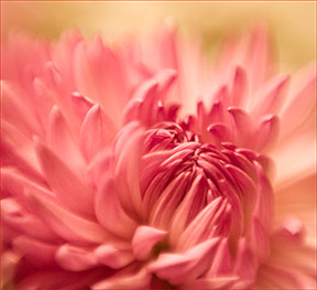 circles in picture composition