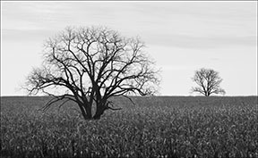 photography rules of composition: major-minor