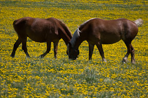 mergers in photography composition