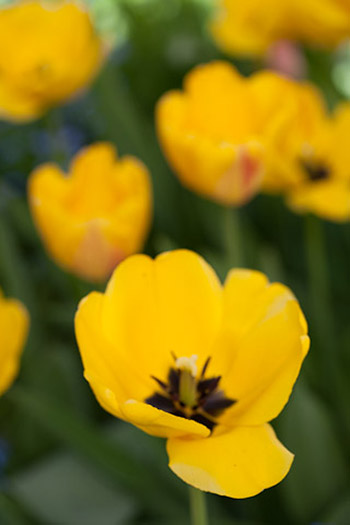 low contrast photograph using a photography diffuser