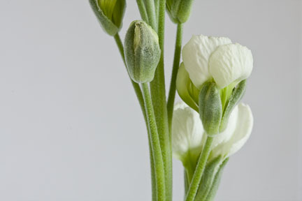 vertical lines in photography