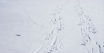 photography rules of composition: visual weight